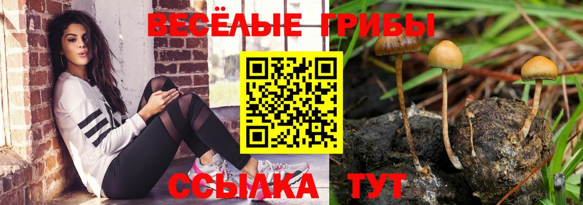 Елизово  наркота  Вход с VPN  Псилоцибиновые грибы Psilocybe 